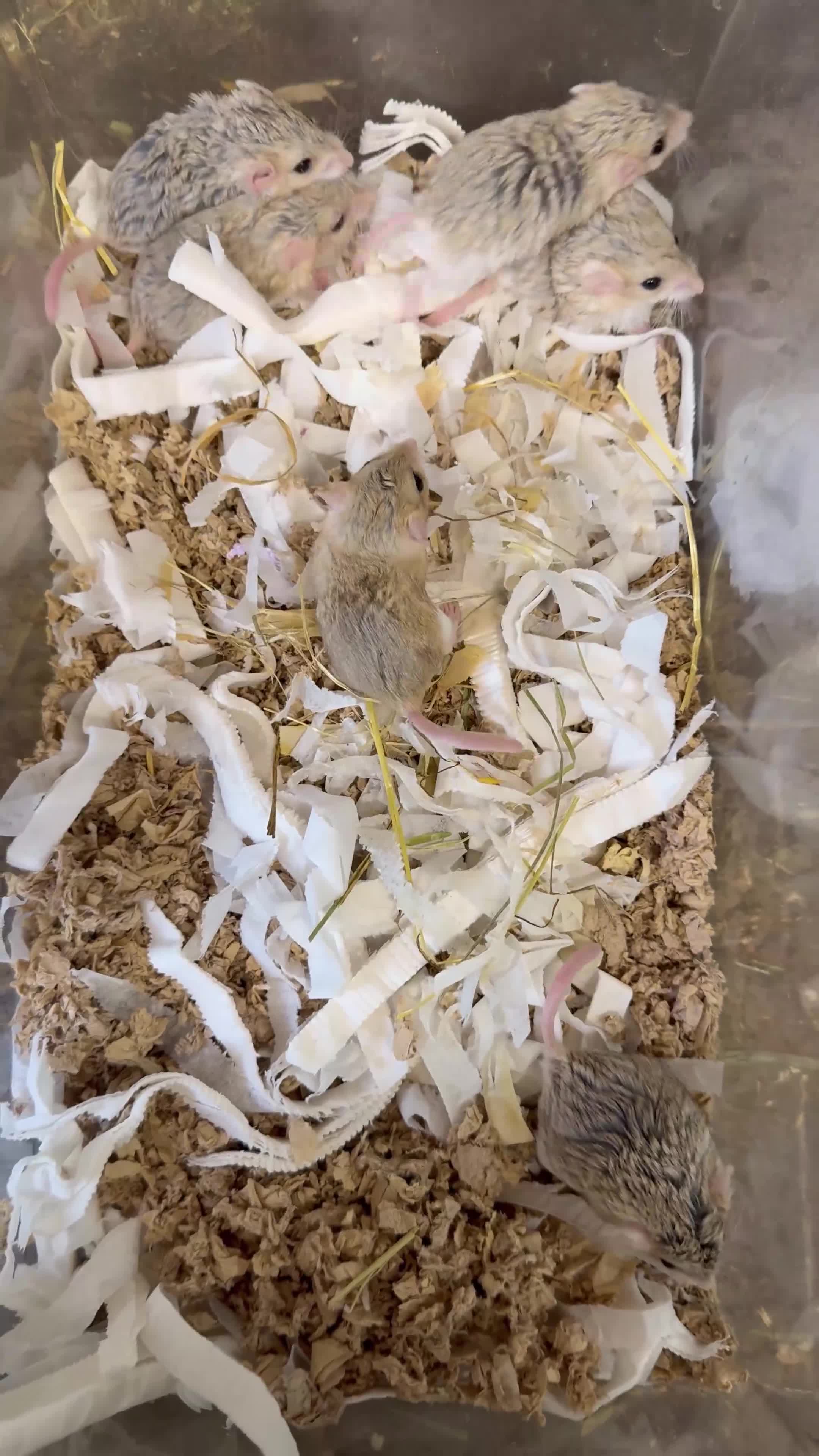 Mixed Breed rodents for sale: Duprasi / Fat-tailed Gerbils - Video 1