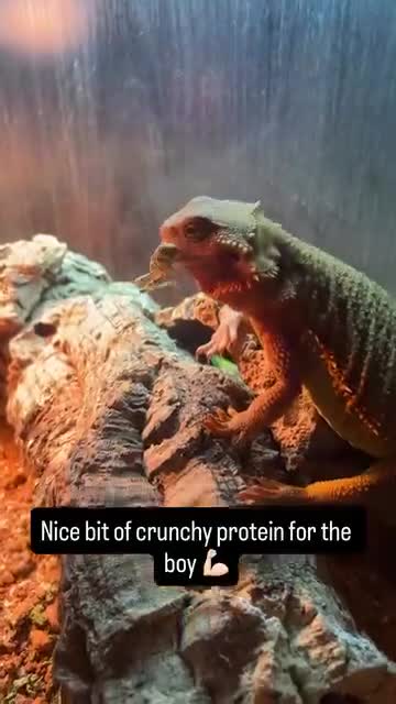 Bearded Dragon reptiles for sale: Bearded Dragon - Full Setup Included 🦎❤️ - Video 2