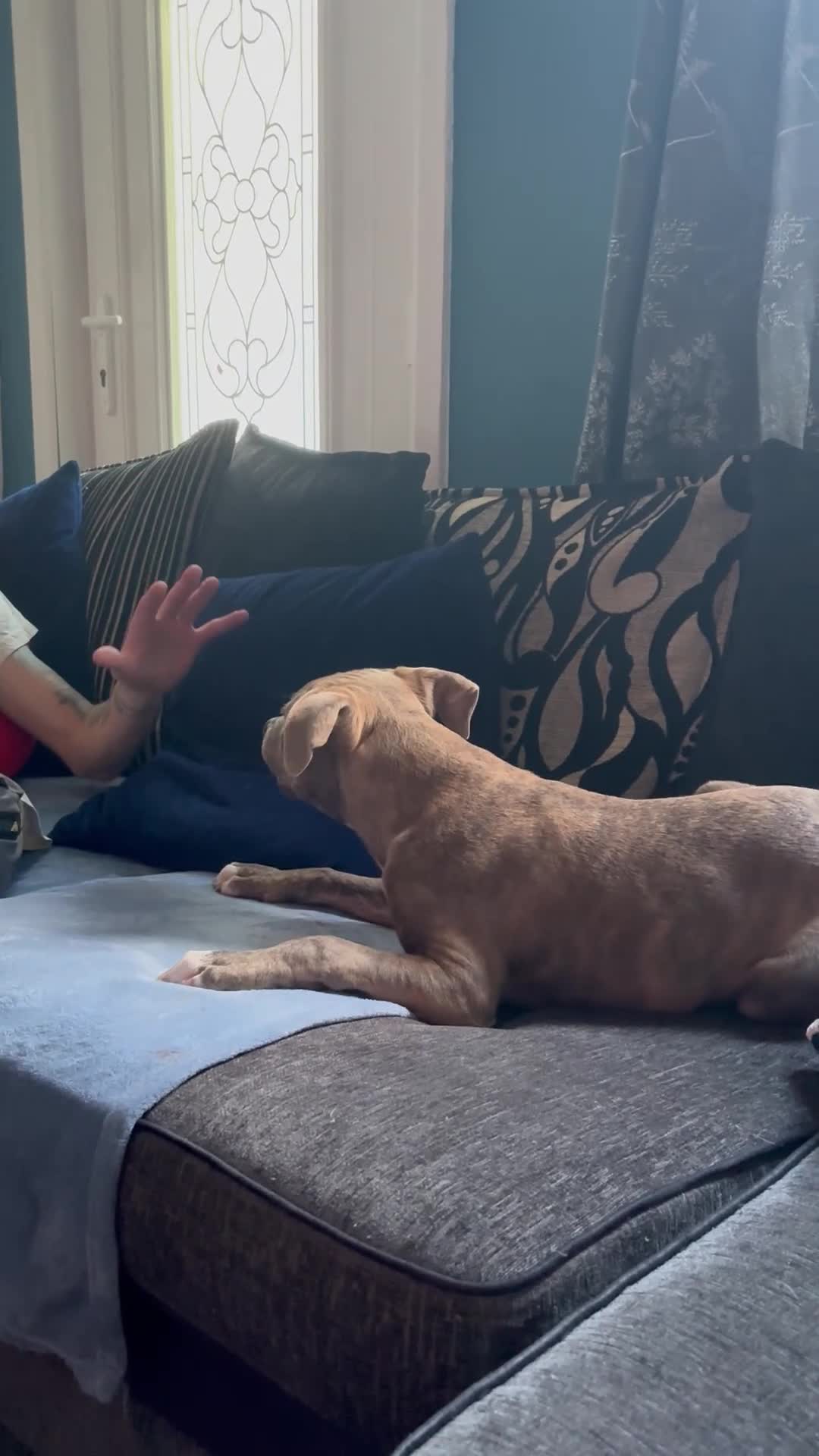 Staffordshire Bull Terrier dogs for sale: 5⭐HOME ONLY! Male Staffy - Video 5