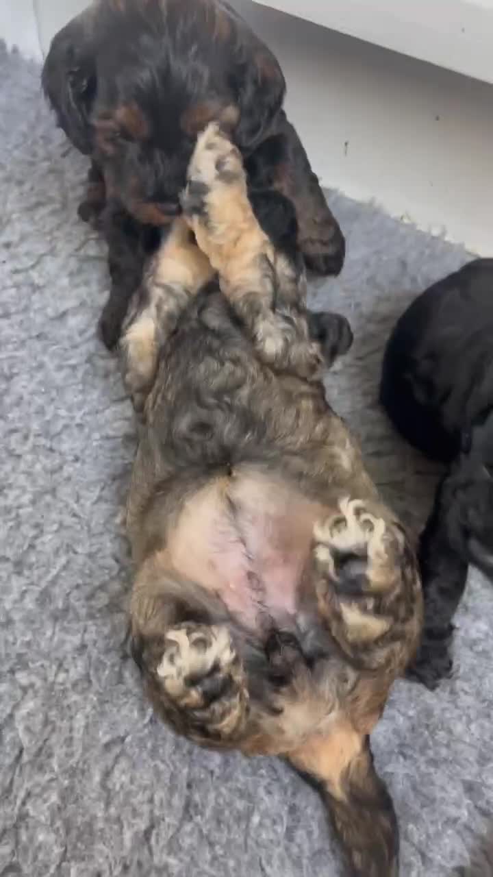 Cockapoo dogs for sale: Stunning American cockapoos in Wisbech - Video 1