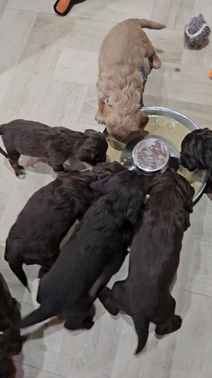 Cocker Spaniel dogs for sale: 8 AMAZING KC REG WORKING COCKER SPANIEL PUPPIES - Video 4