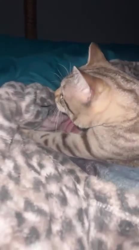 Bengal cats for sale: Snow Bengal cat for sale - Video 1