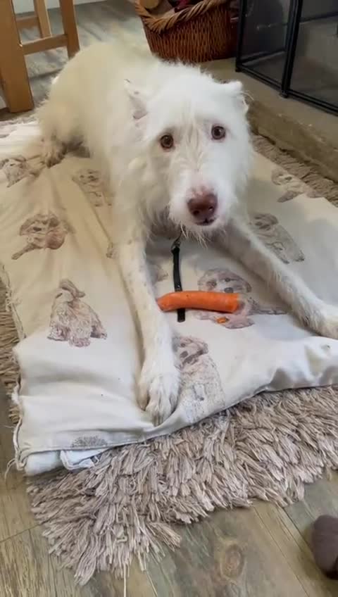 Ibizan Hound dogs for adoption: Babu - Spanish Podenco  in Doncaster - Video 3