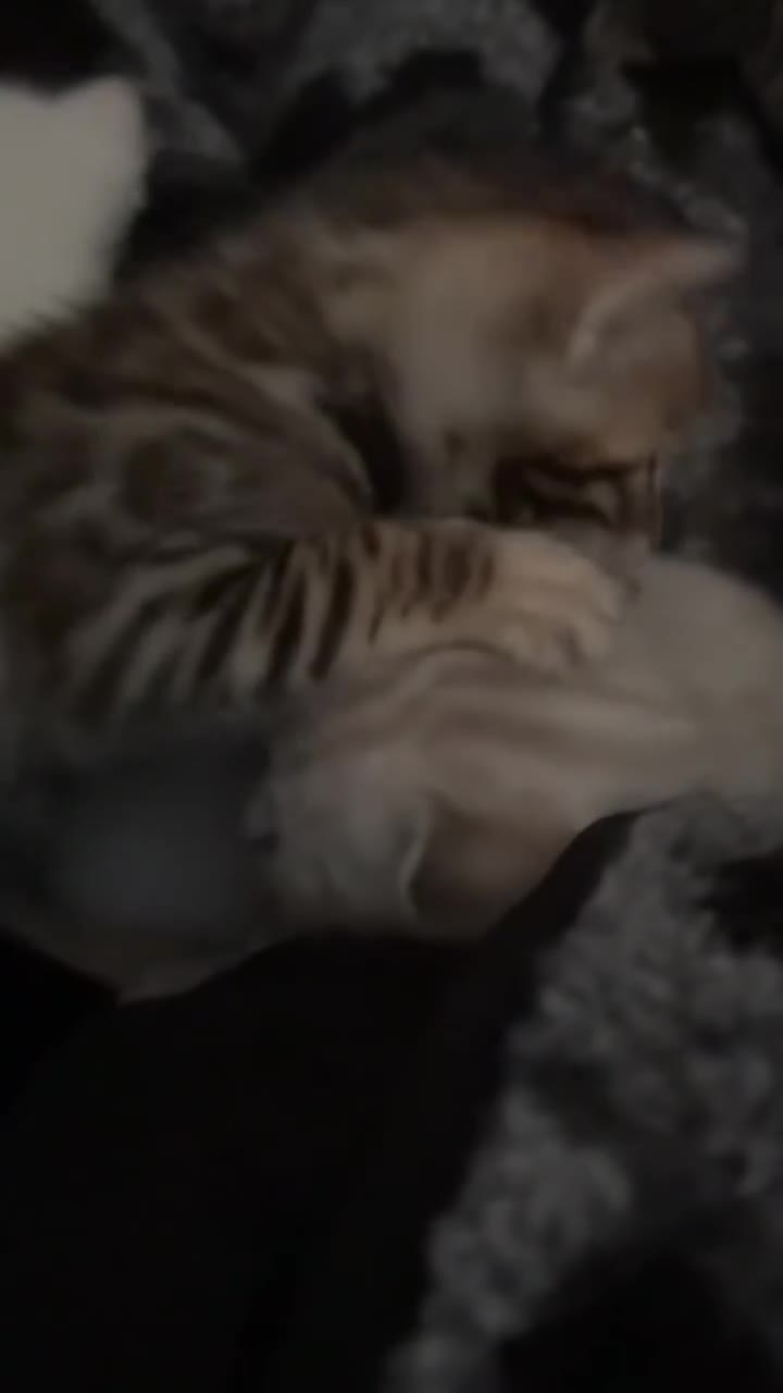 Bengal cats for sale: 1 Pedigree Brown Bengal x Snow Lynx Bengal - Video 1