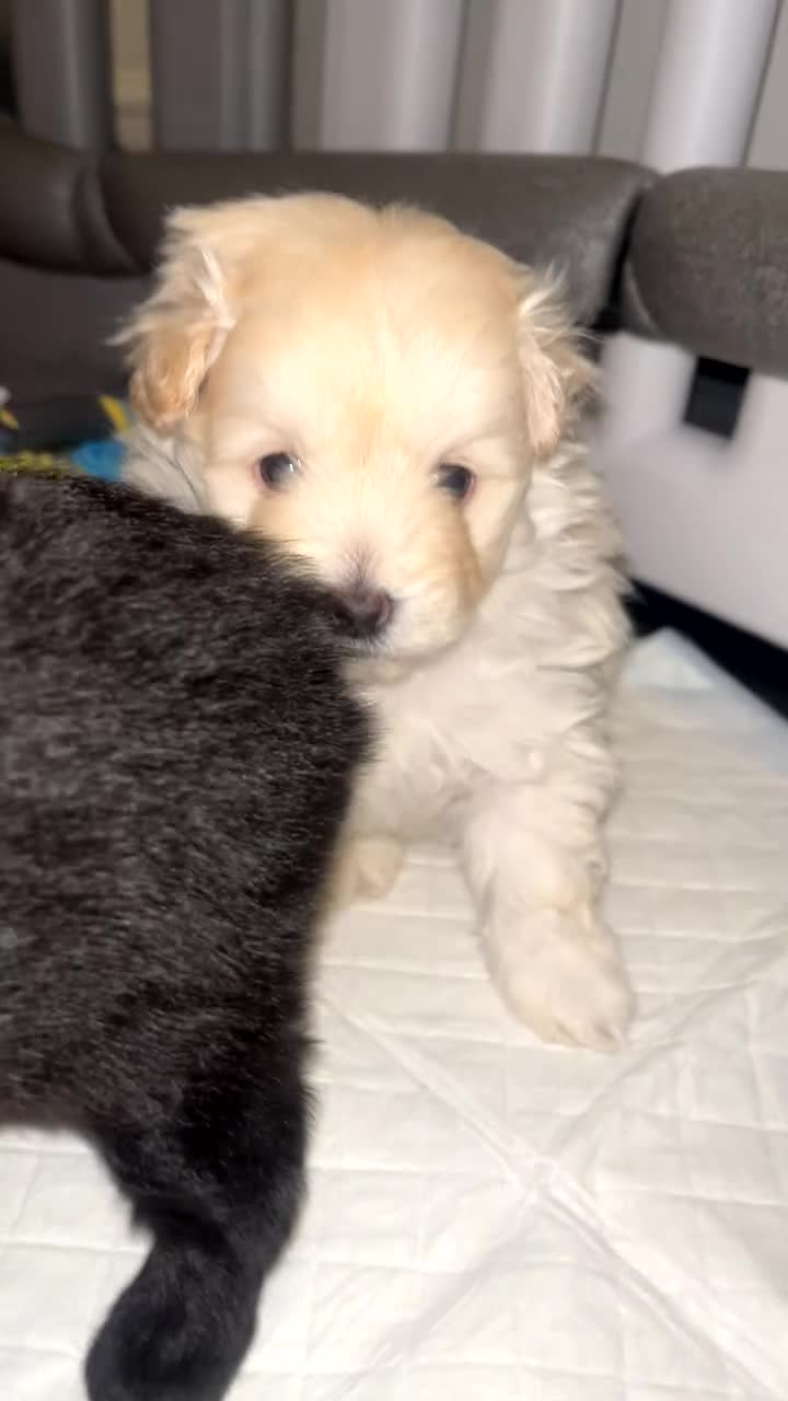 Pomapoo dogs for sale: 2 adorable boy pomapoo’s  - Video 5