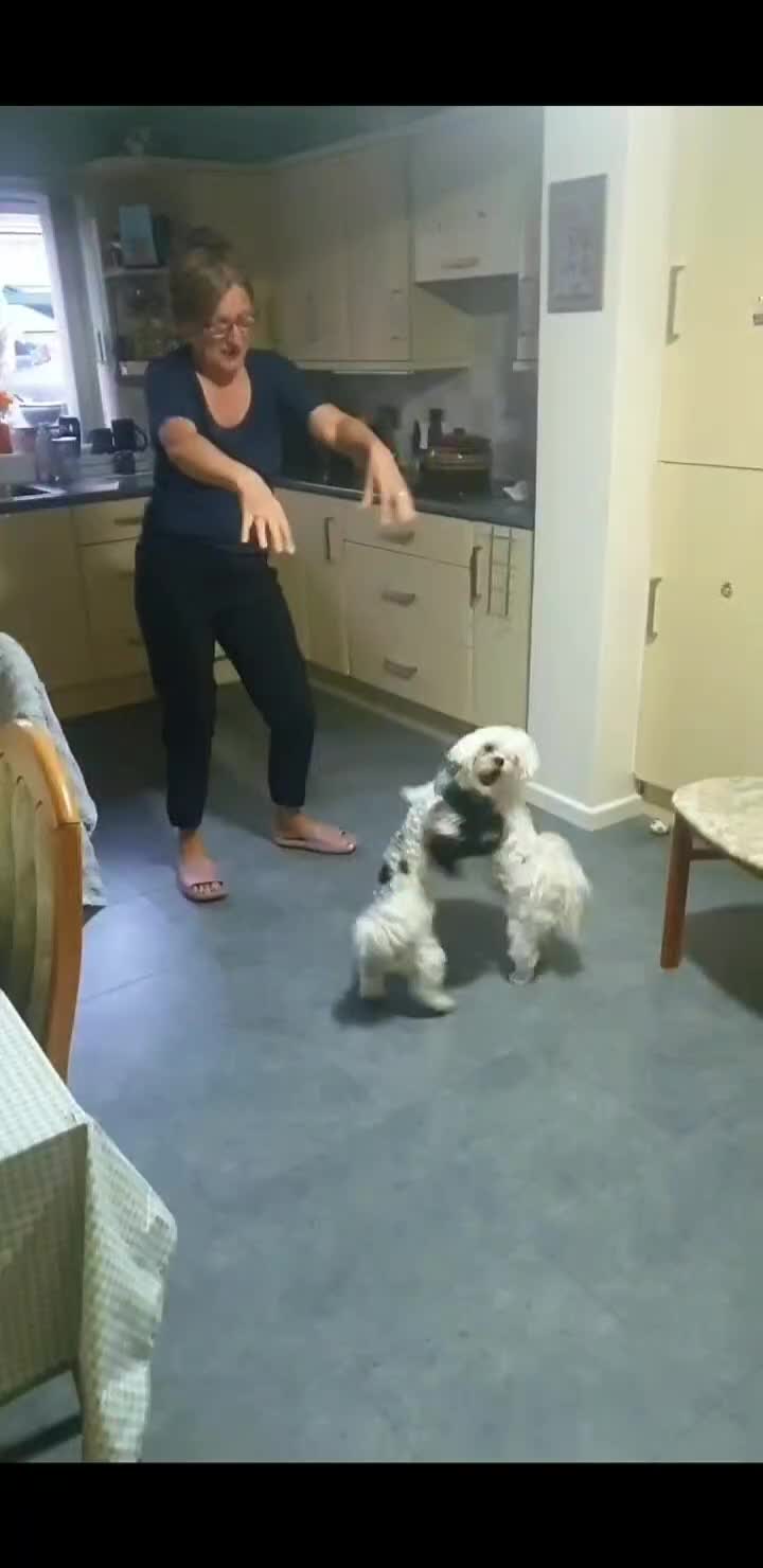 Bichon Frise dogs for sale: Bishon poppy's available  - Video 3