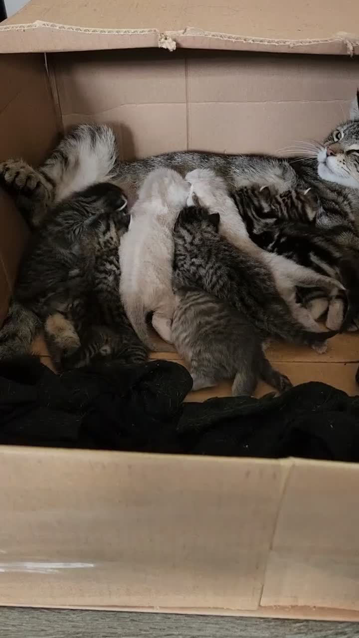 Mixed Breed cats for sale: Kittens for sale - Video 1
