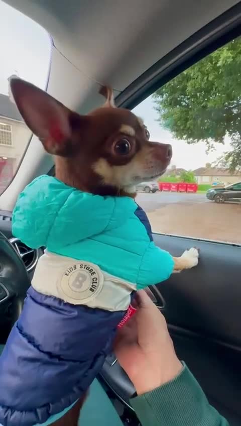 Chihuahua dogs for stud: Mr Samba  - Video 2
