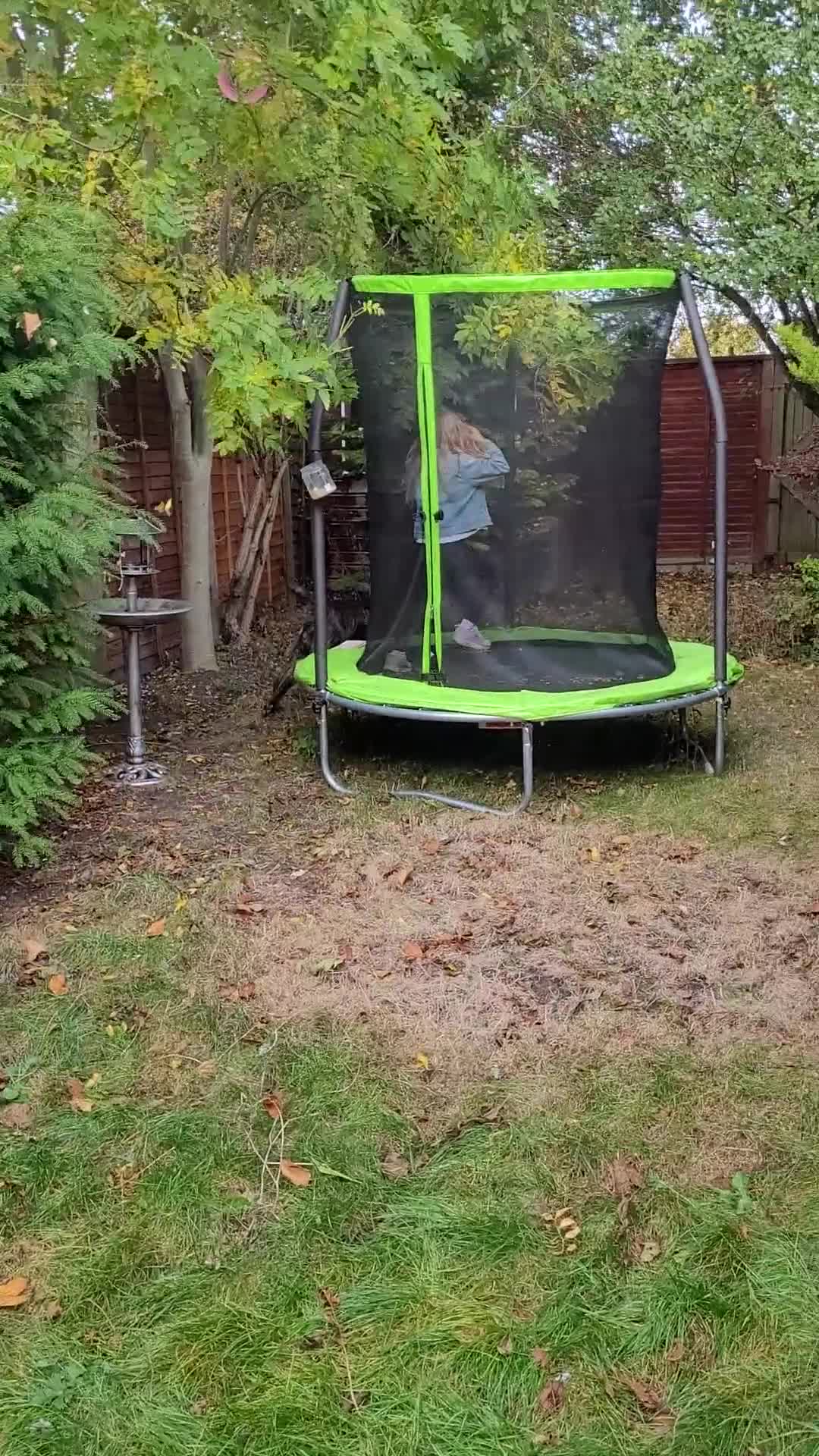 Mixed Breed dogs for sale: Pablo - Belgian Malinois x Presa Canario dog  in ELY - Video 2