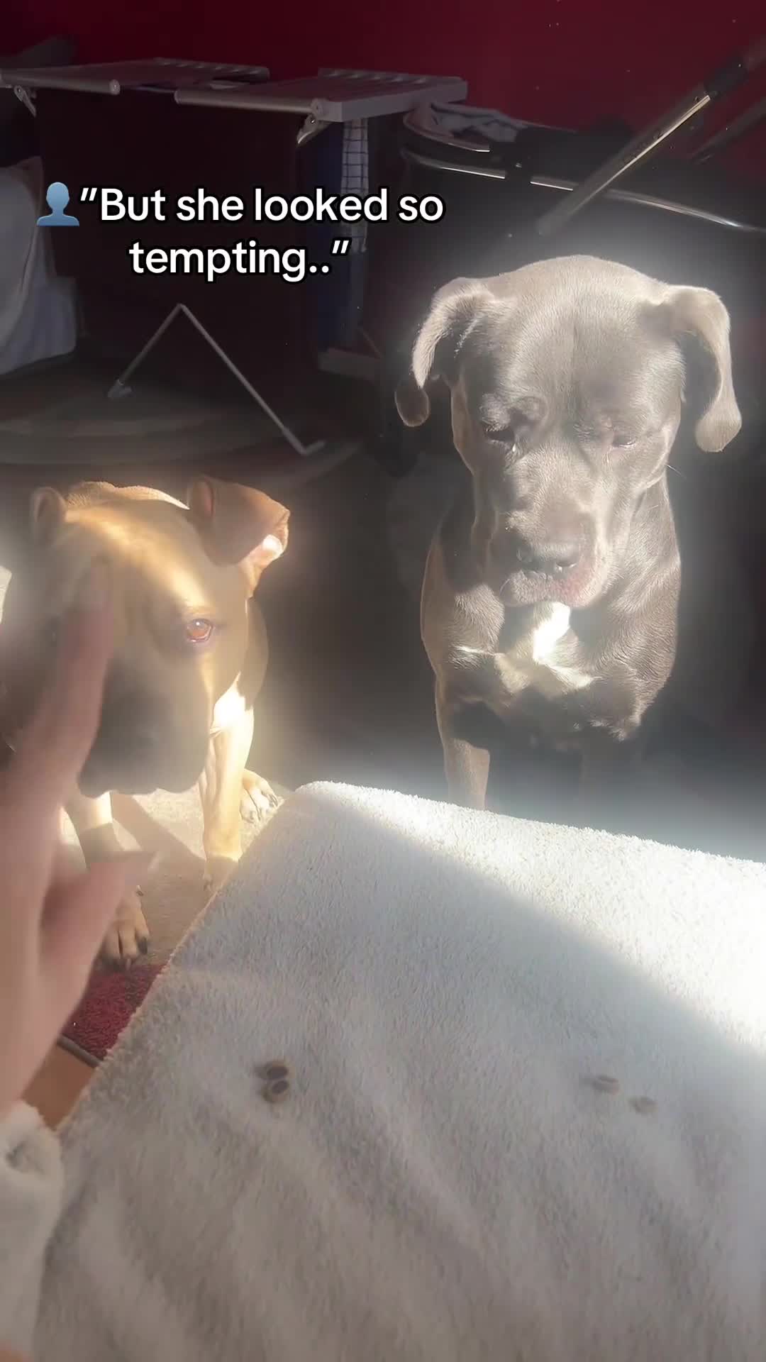 Mixed Breed dogs for sale: Male dog (read description throughly) - Video 1