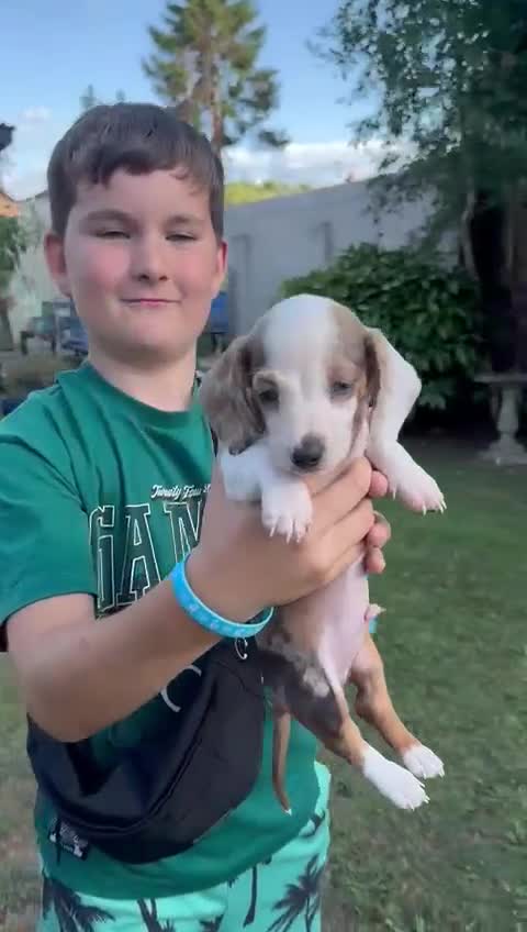 Dachshund dogs for sale: Beautiful Miniature dachshund puppies  - Video 2