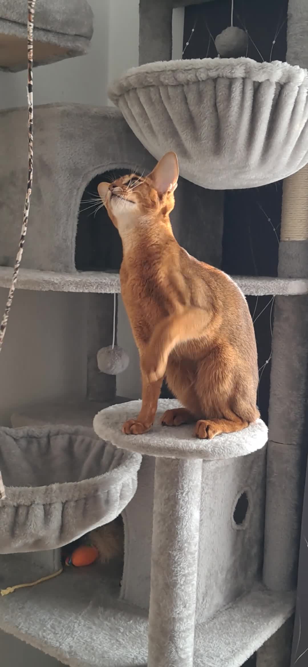 Abyssinian cats for sale: Abysinian female kitten looking for a new home in High Wycombe - Video 1