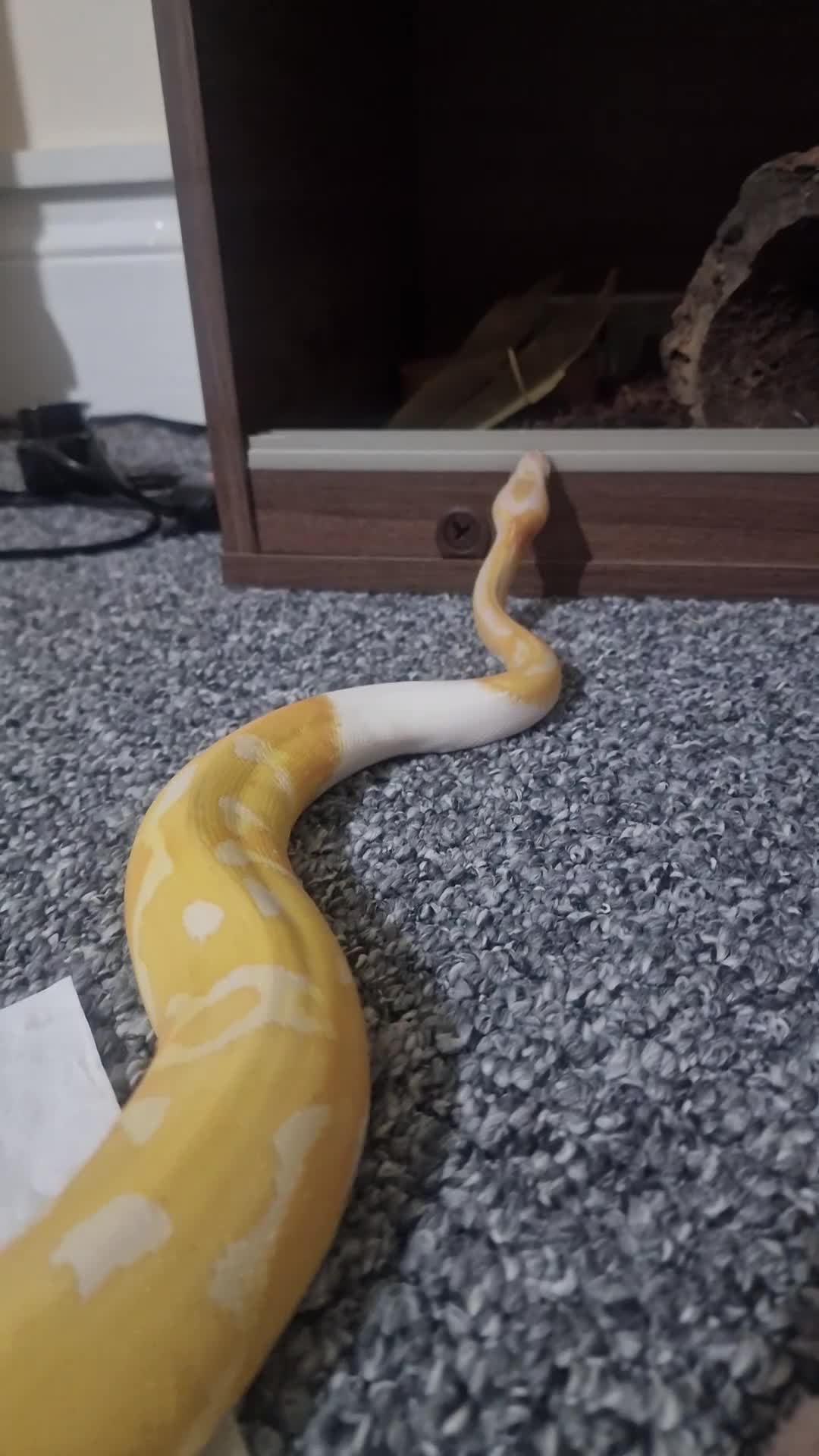 Python Snake reptiles for sale: Dreamsicle Ball Pyton  in Cheltenham - Video 1