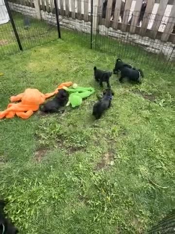 Miniature Schnauzer dogs for sale: Ready to leave 10th Sept - Video 1