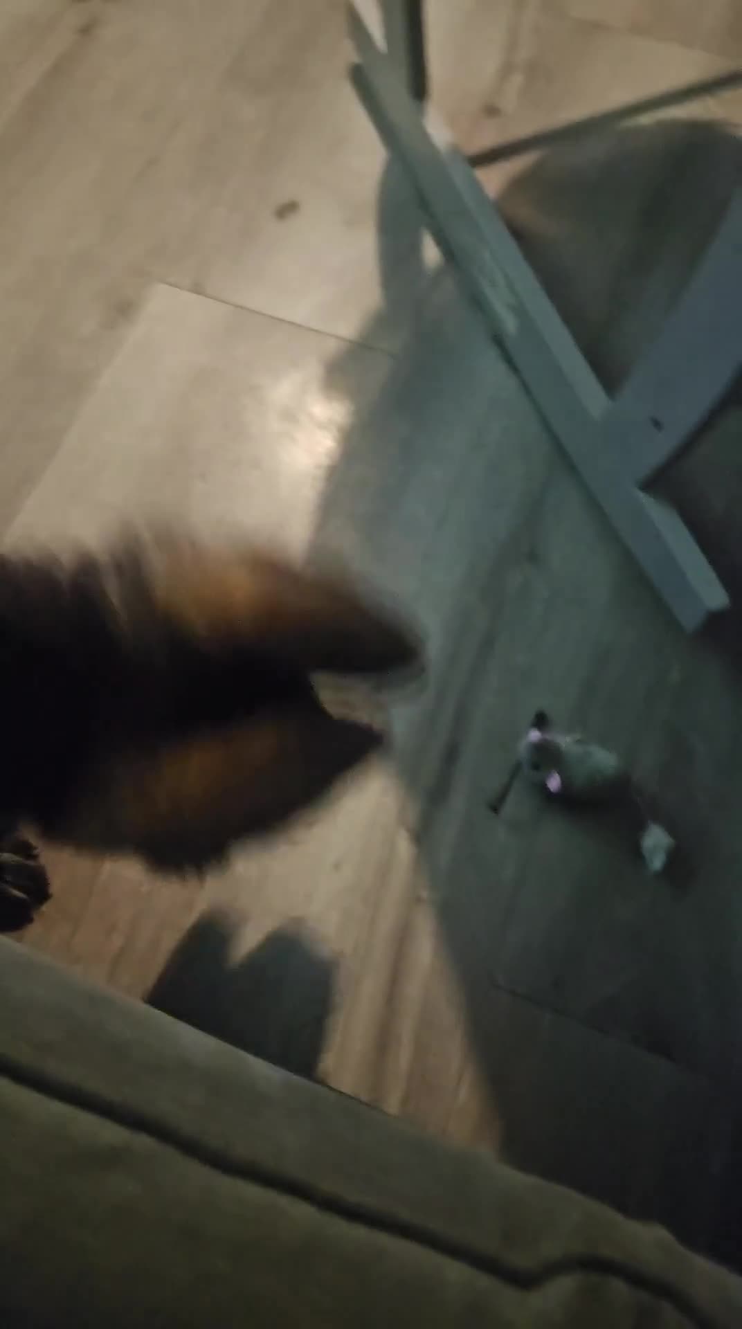 Mixed Breed dogs for sale: 1 Beautiful chunky Alaskan Shepherds - Video 1