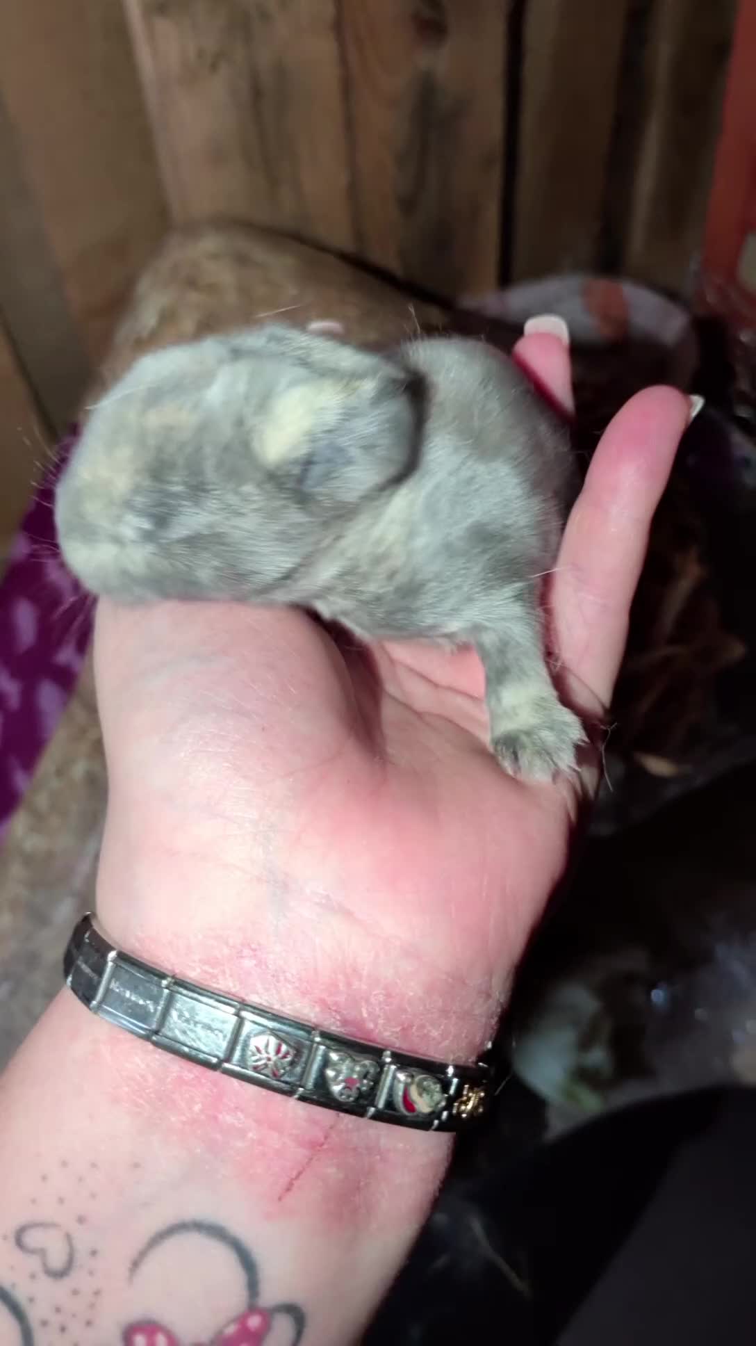 Mini Lop rabbits for sale: Mini lop bunnies  - Video 1