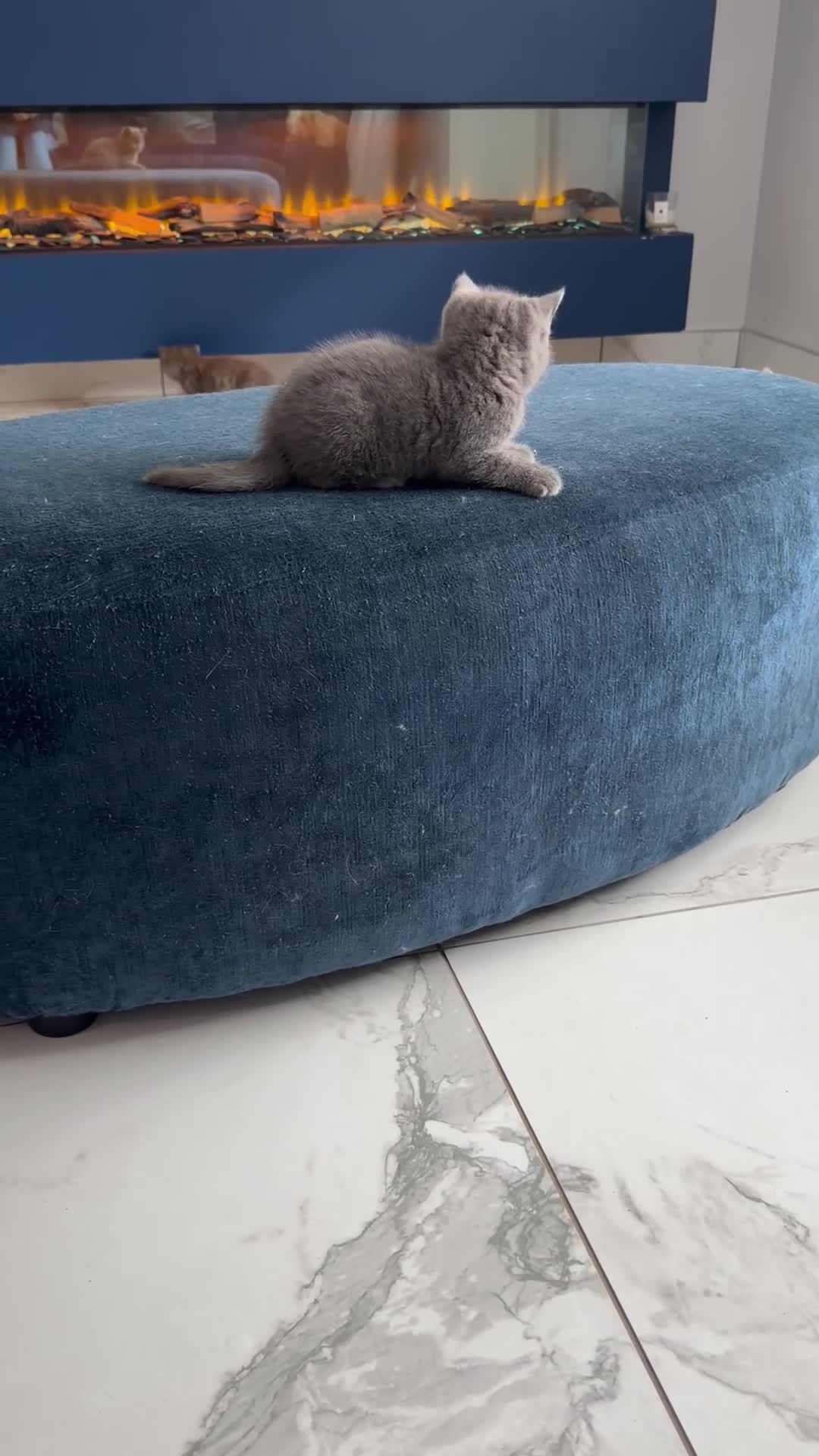 British Shorthair cats for sale: British shorthair Kittens  - Video 1