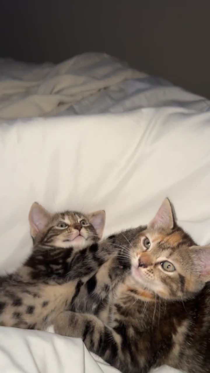 British Shorthair cats for sale: 5 beautiful kittens for sale  - Video 2