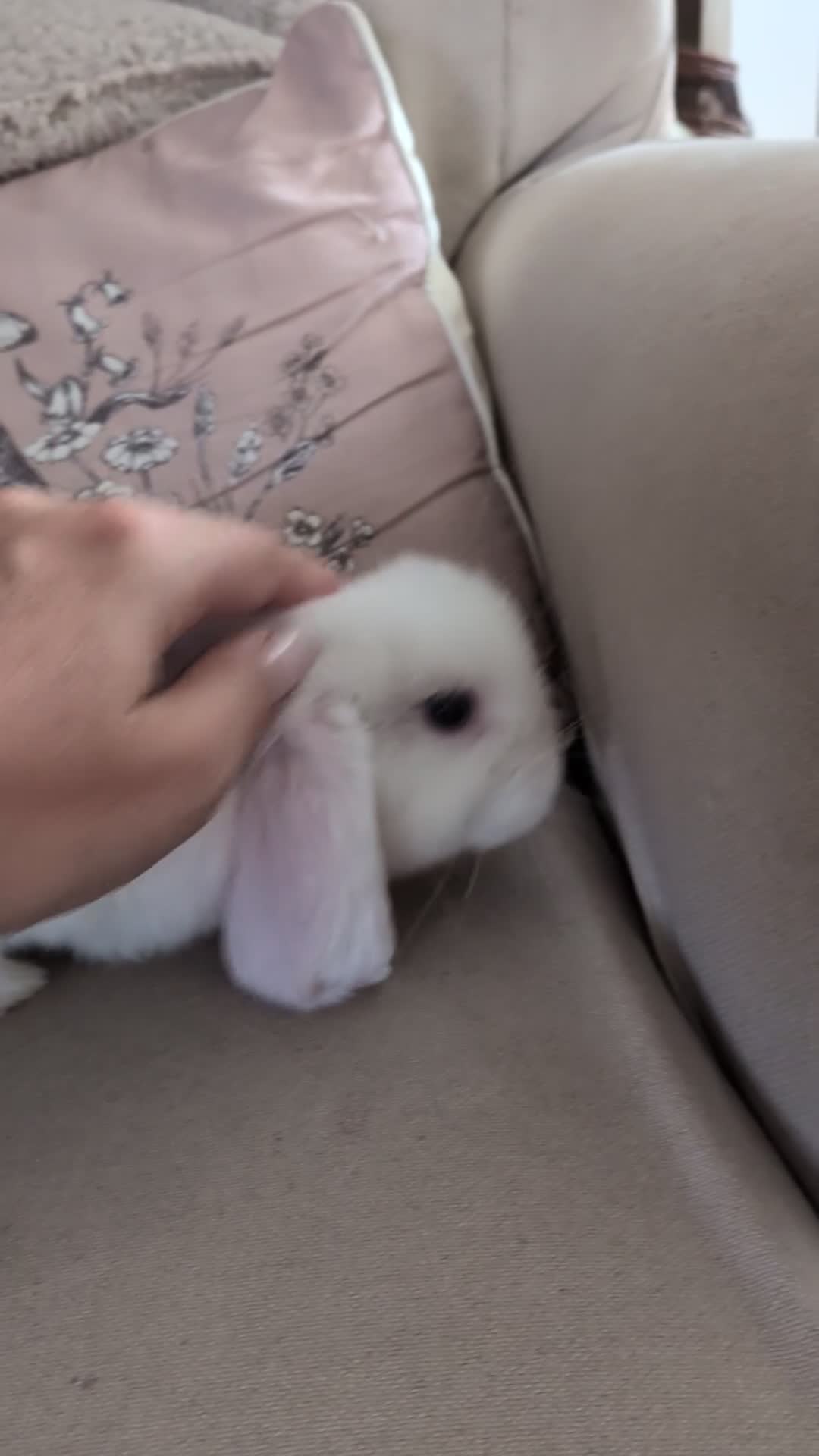 Mini Lop rabbits for sale: Purebred minilop bucks AVAILABLE NOW - Video 1
