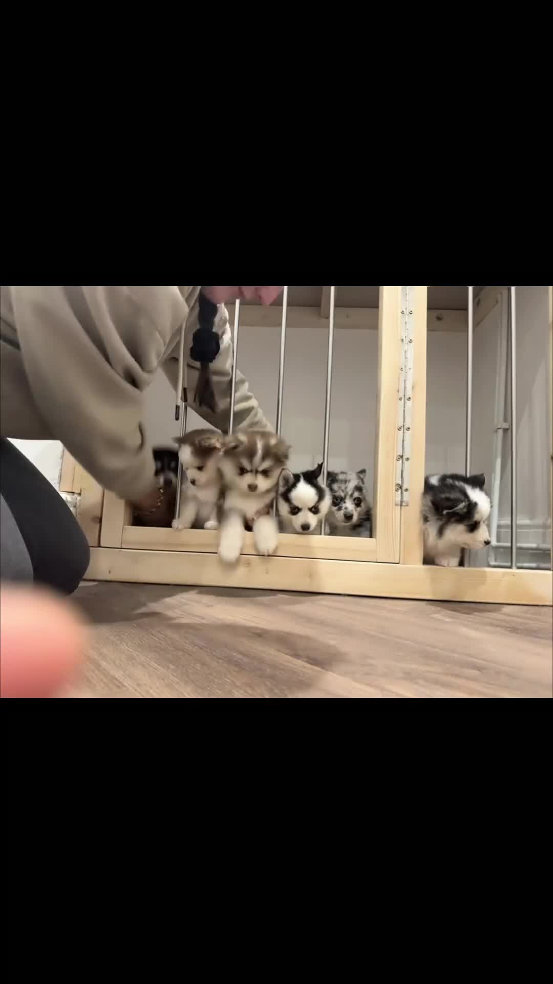 Pomsky dogs for sale: Lilac sired F2 masked Pomsky blue eyes  - Video 1