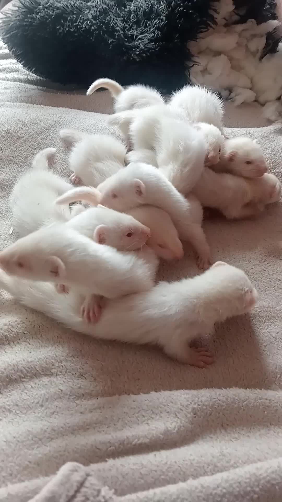 Ferret rodents for sale: 7 baby ferrets  - Video 1