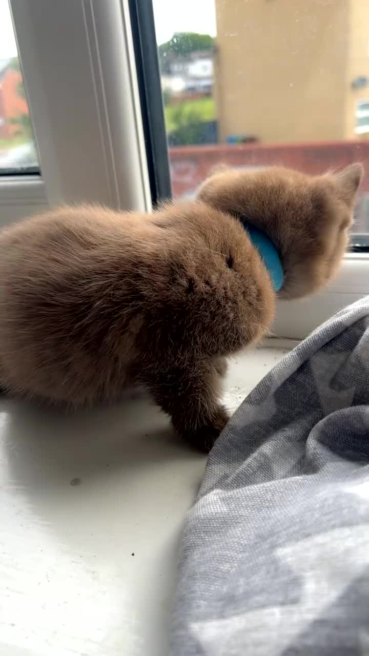British Shorthair cats for sale: Pure cinnamon British short hair - Video 1