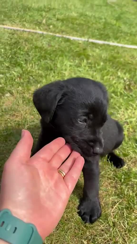 Labrador Retriever dogs for sale: KC Registered Black Labrador Puppies - Video 3