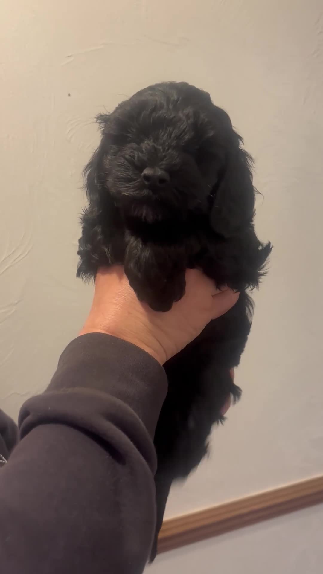 Cockapoo dogs for sale: Adorable cockerpoo puppies ready soon in Bristol - Video 1