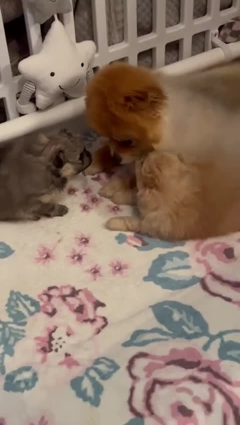 Pomeranian dogs for sale: Pomeranian girl puppies - Video 2