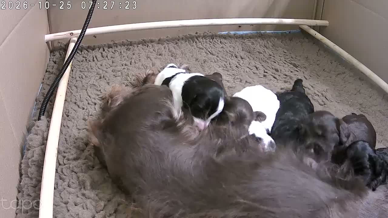 Cockapoo dogs for sale: premium Cockapoo Fb2 Puppies  - Video 1