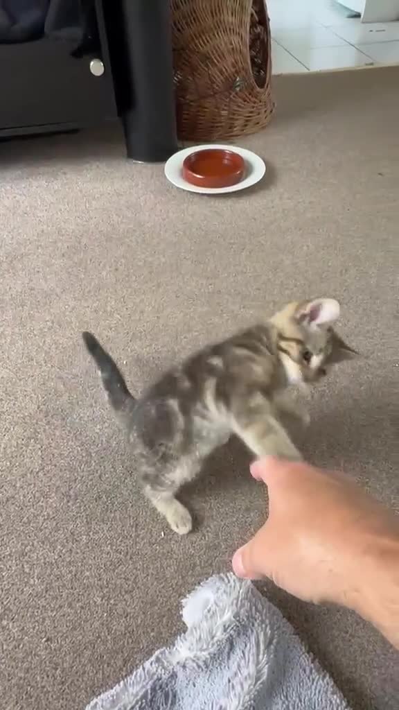 British Shorthair cats for sale: British Shorthair kittens - Video 1