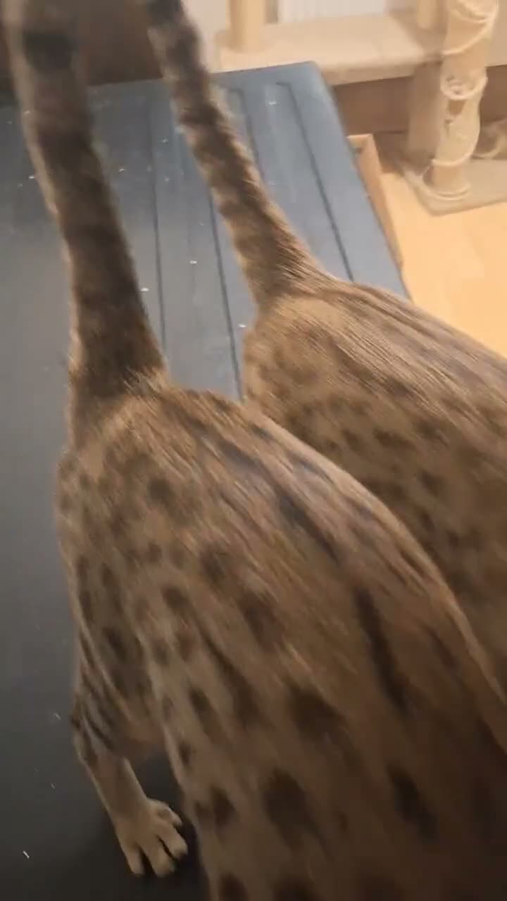 Savannah cats for sale: Toca Savannahs an F6 and F7 Bonded pair speyed - Video 1