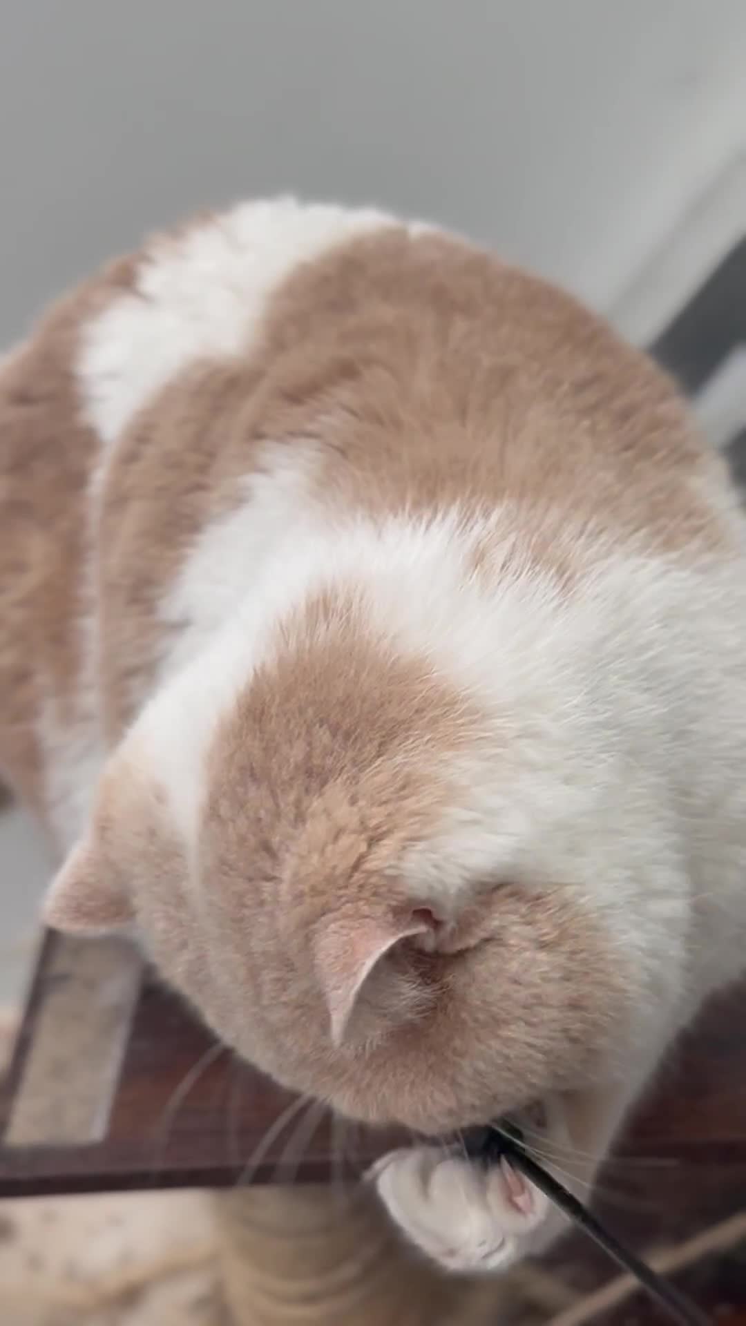 British Shorthair cats for stud: Russian import cream bi (odd eye carrier) - Video 1