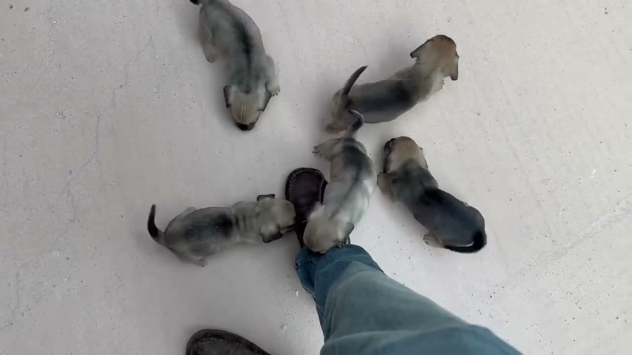 Mixed Breed dogs for sale: Stunning pug x dachshund  in Liskeard - Video 2