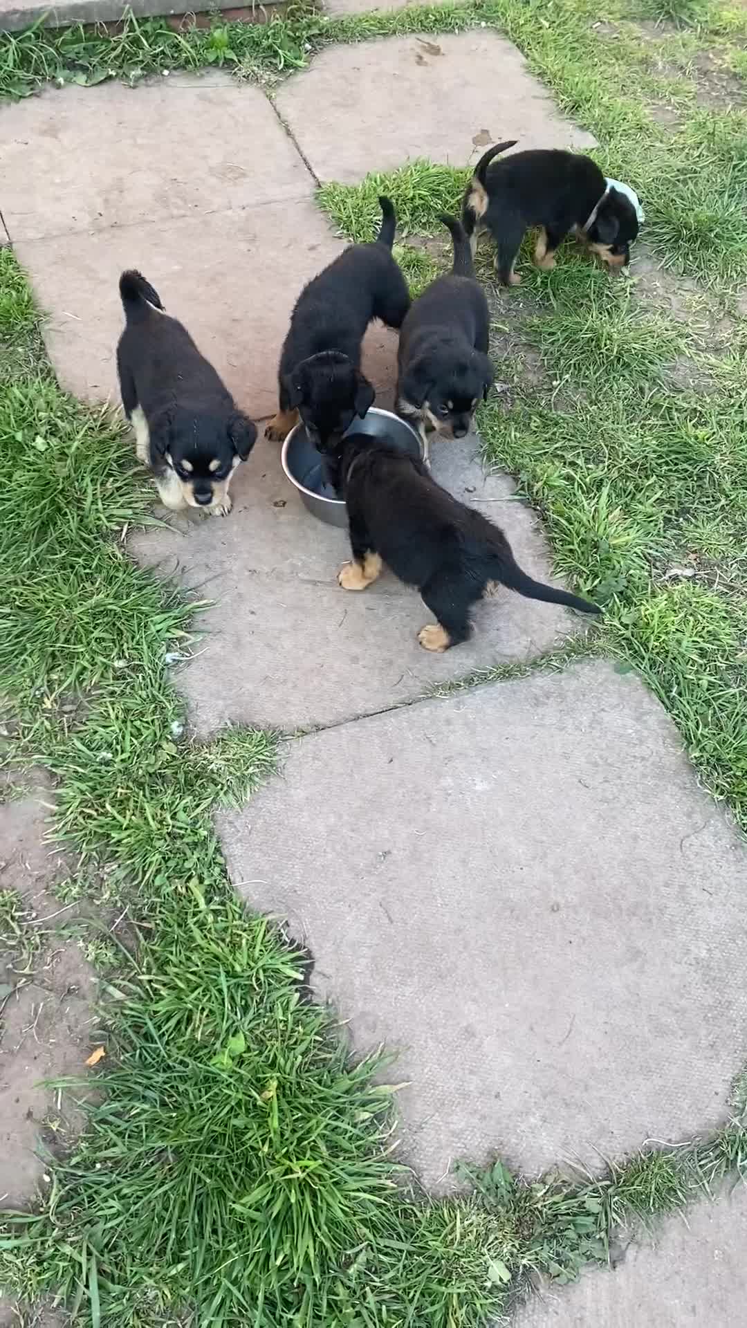Rottweiler dogs for sale: Rottweiler puppies  in Birmingham - Video 2