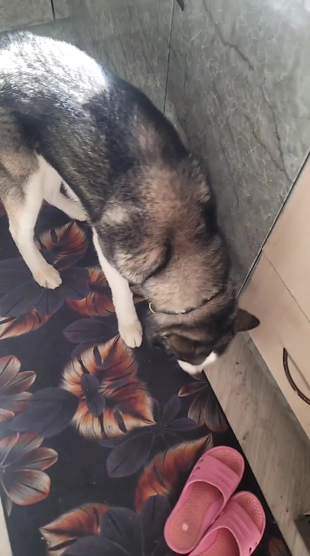 Utonagan dogs for sale: my Huskamute is looking for his new home - Video 1