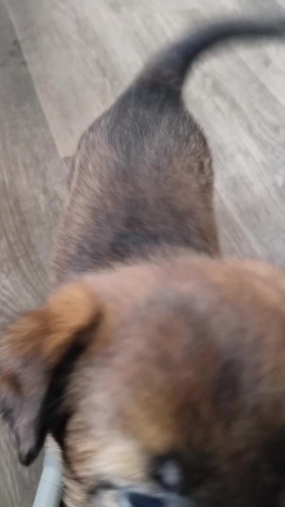 Belgian Shepherd Dog dogs for sale: Belgian Malinois Puppies – Family Raised in Ilkeston - Video 2