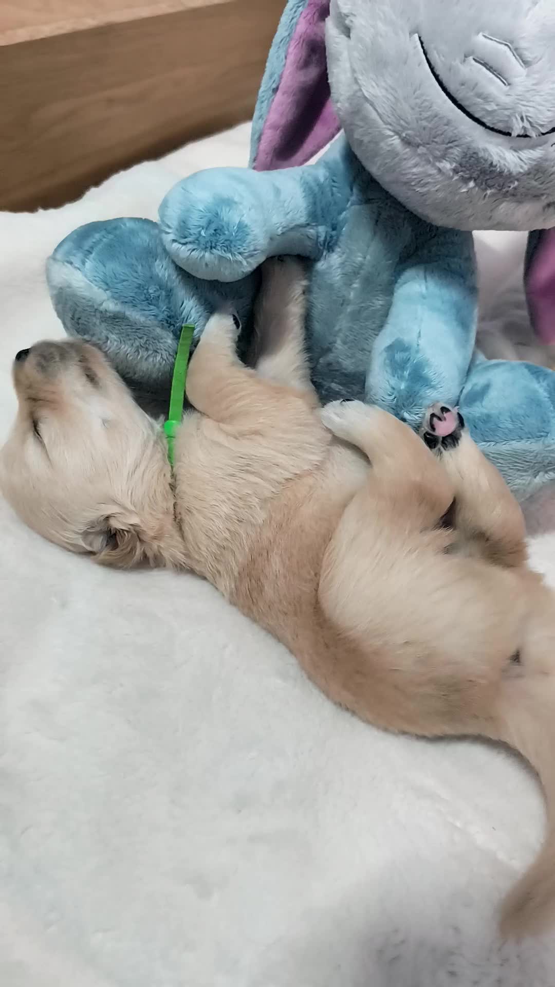Golden Retriever dogs for sale: ✨🐾 Beautiful Golden Retriever Puppies🐾✨ - Video 4