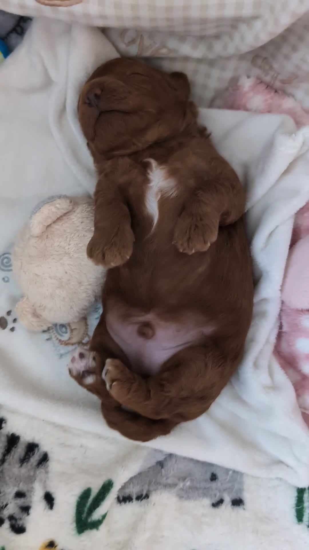 Cavapoo dogs for sale: F1B Deep Fox Red High Quality DNA Clear Puppy  - Video 1