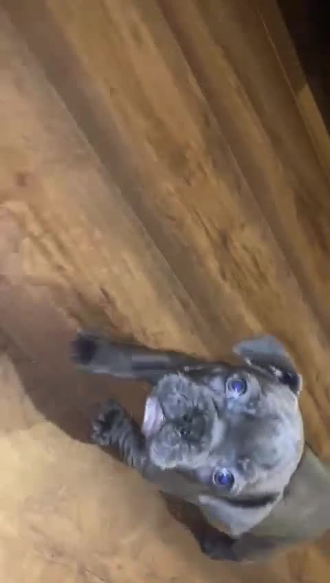 French Bulldog dogs for sale: French bulldog puppy  - Video 2