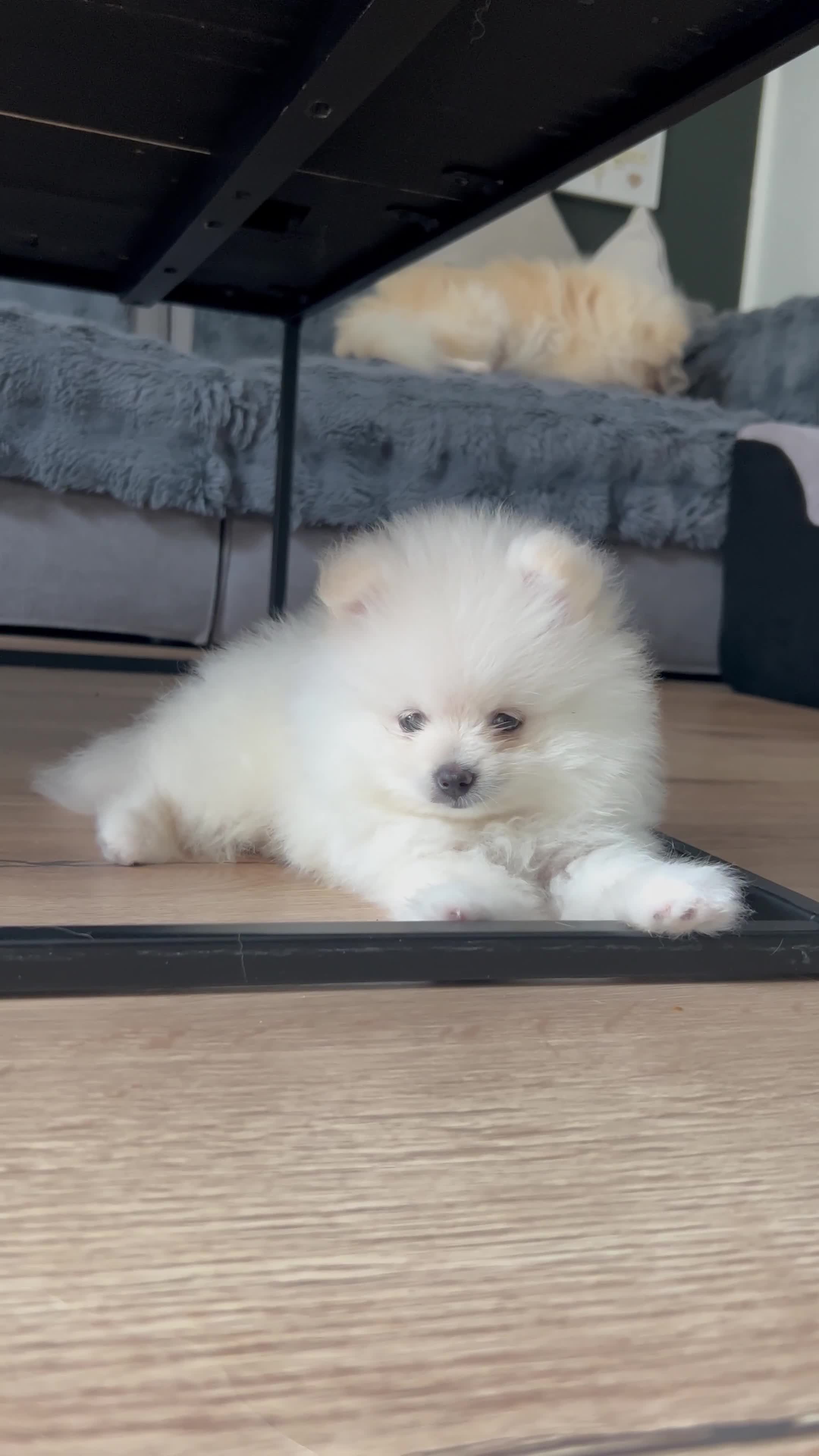 Pomeranian dogs for sale: Adorable White Teddy-Bear Pom Puppies! - Video 1
