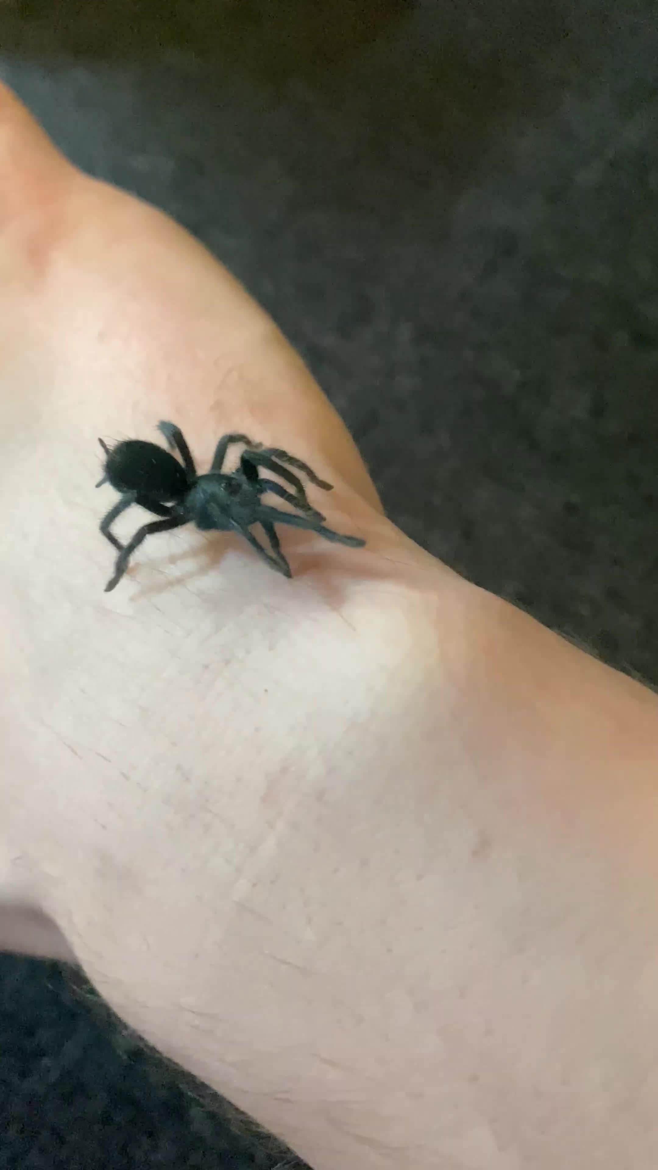 Tarantulas invertebrates for sale: Dominican Purple Tarantula Juvenile  - Video 1