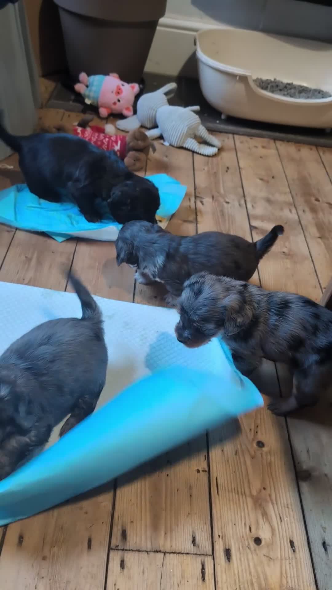 Mixed Breed dogs for sale: Daxiepoo, dachshund/cockapoo . Beautiful puppies - Video 2