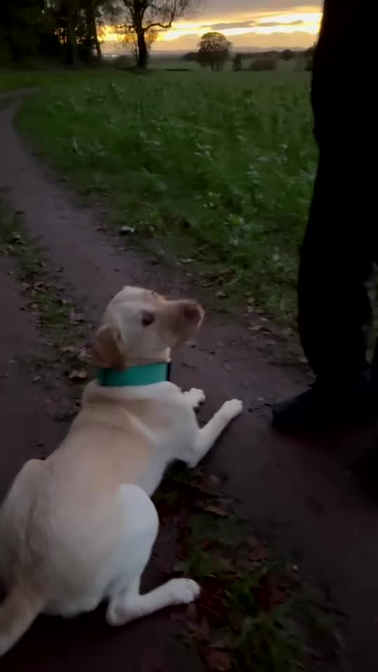 Labrador Retriever dogs for sale: Fully Trained Whiskey 🥃  - Video 2