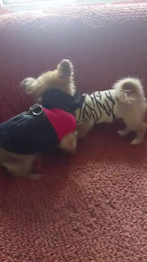 Mixed Breed dogs for adoption: 💛ZINA – The Tiny Miracle Who Refused to Give Up🐾 - Video 4