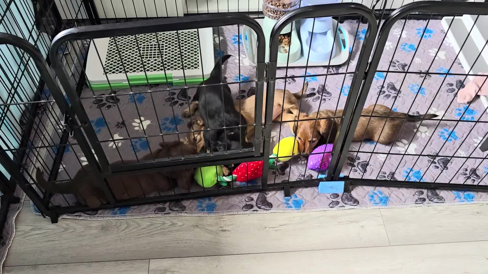 Miniature Dachshund dogs for sale: ✨️Last Girl Left✨️Longhaired Miniature Dachshunds  - Video 3