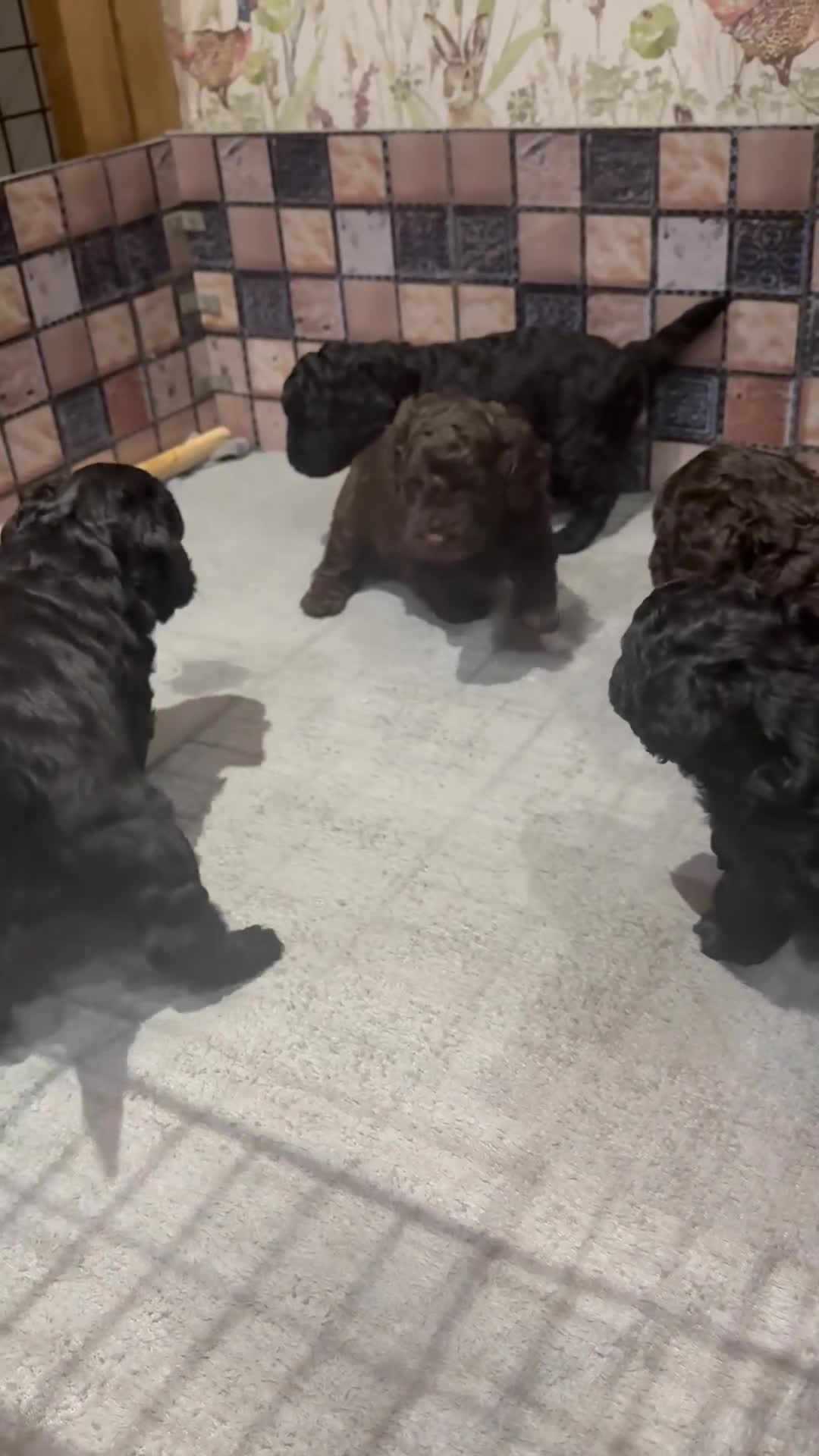 Cockapoo dogs for sale: Cockapoo puppies - Video 1
