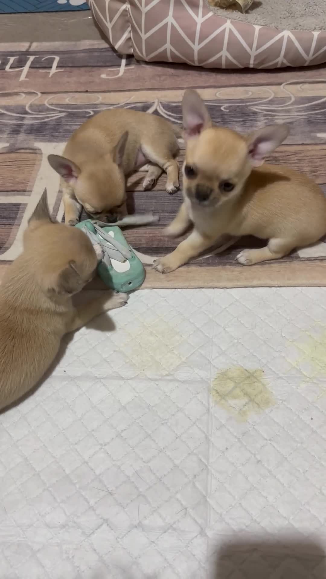 Chihuahua dogs for sale: Beautiful Chihuahua puppies. Two girls left  - Video 1