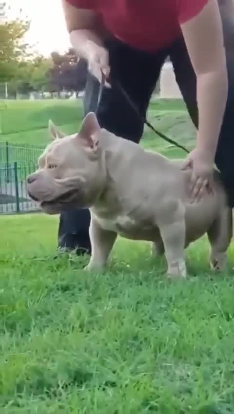 American Bully dogs for sale: American Bully Pocket Extreme Male  - Video 2