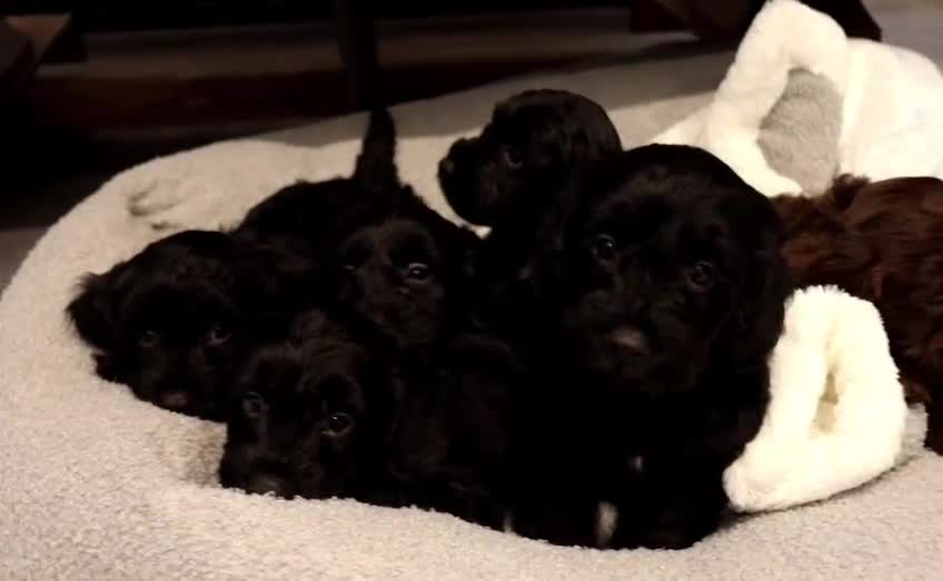 Cockapoo dogs for sale: Beautiful Cockapoos looking for their forever home - Video 1